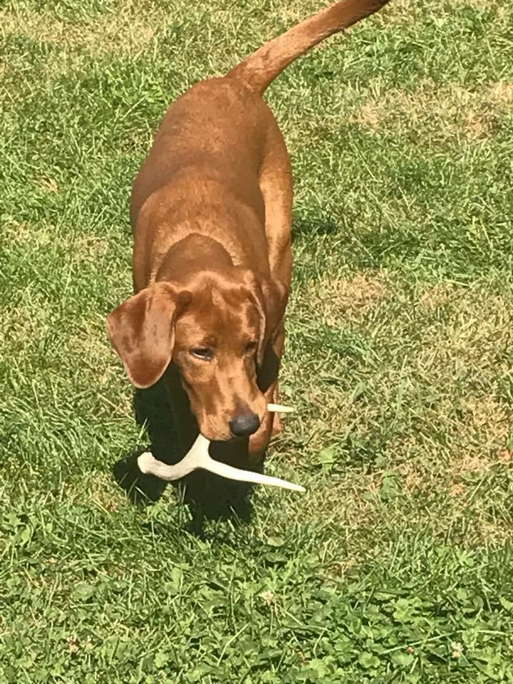 B. A. Spears’ Copper Penny | Yellow Labrador Retriver