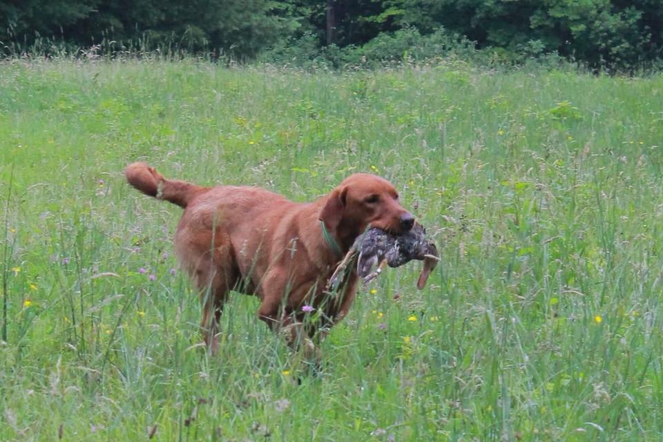 Kash Man Gs | Yellow Labrador Retriver