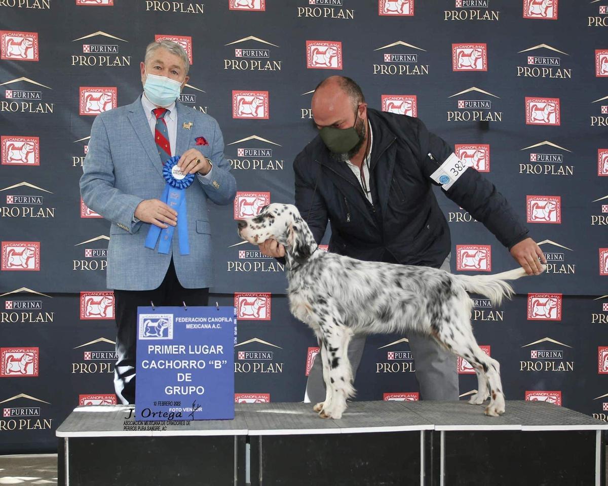 Lucksheray Shockwave | English Setter 