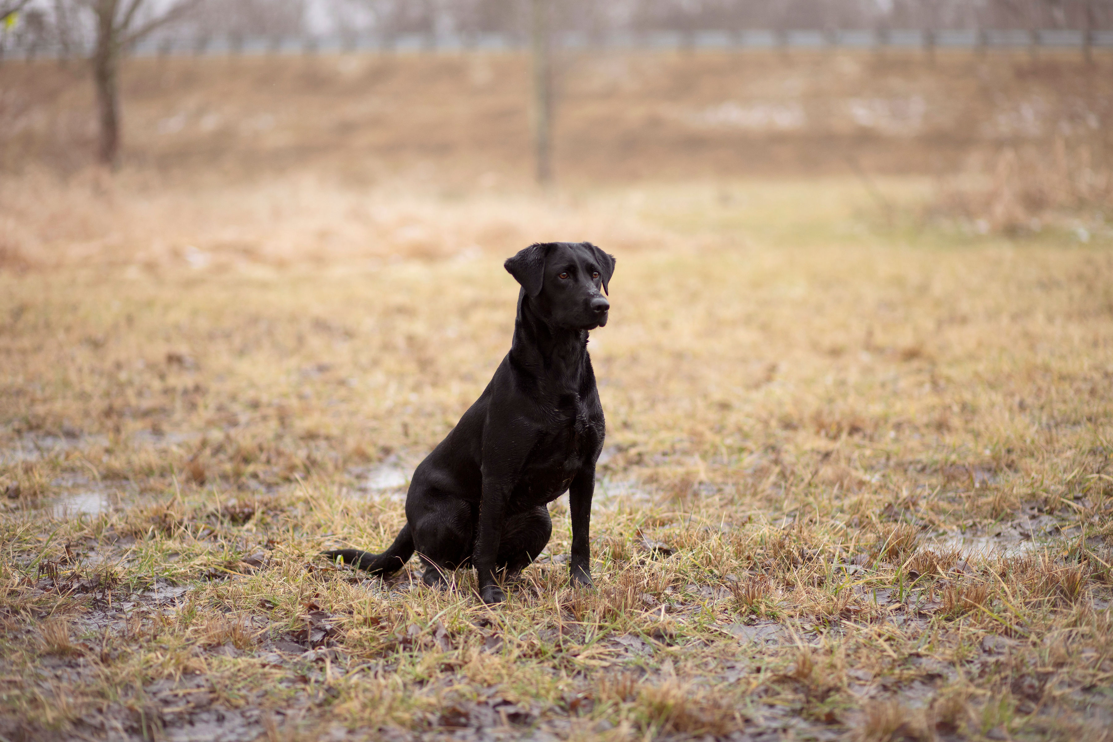 HRCH Grand River's Stella Huntress SH | Black Labrador Retriver