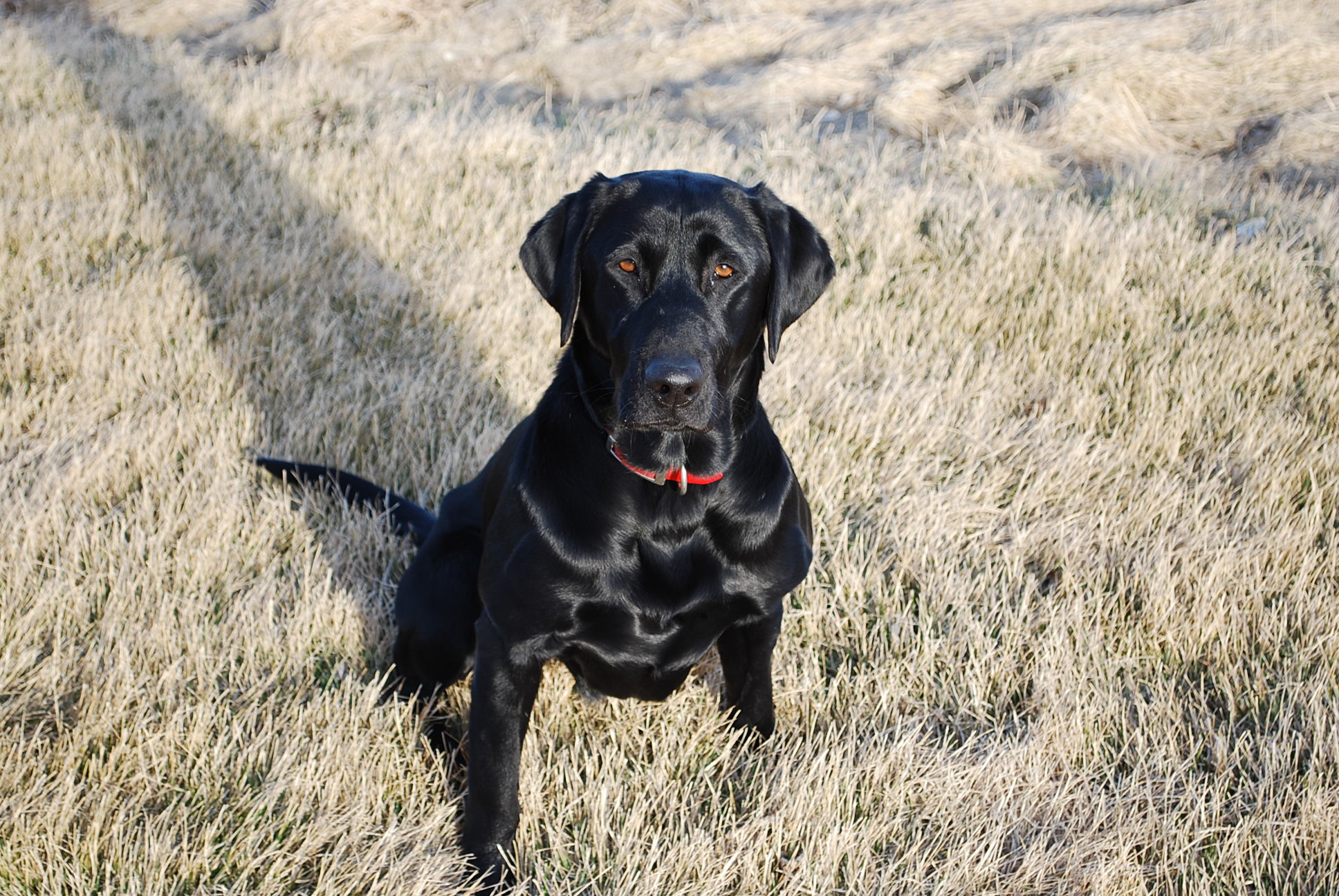 APR HRCH Lone Tree's Who Wrote The Book | Black Labrador Retriver