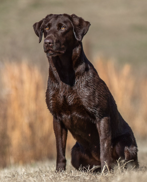 ATP's Molecular Unit Of Currency MH | Chocolate Labrador Retriver