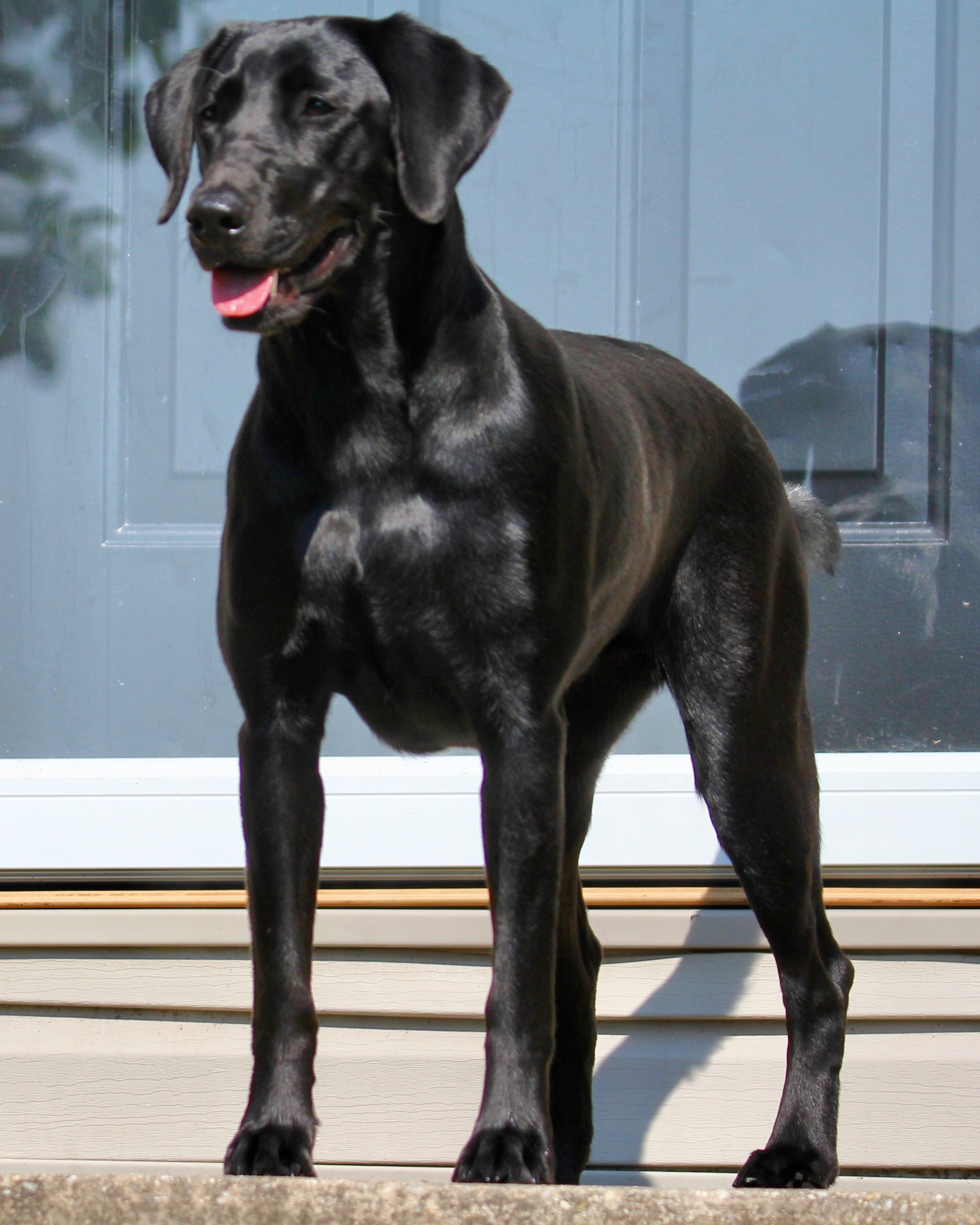 HRCH  Risky Black Magic | Black Labrador Retriver