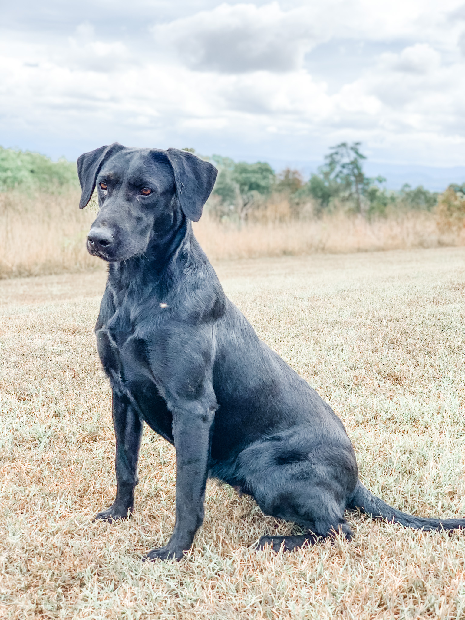 Rockytops Mountain Moonlight  MH | Black Labrador Retriver