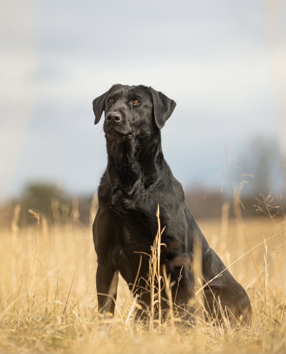 Rockytops Mountain Moonlight  MH | Black Labrador Retriver