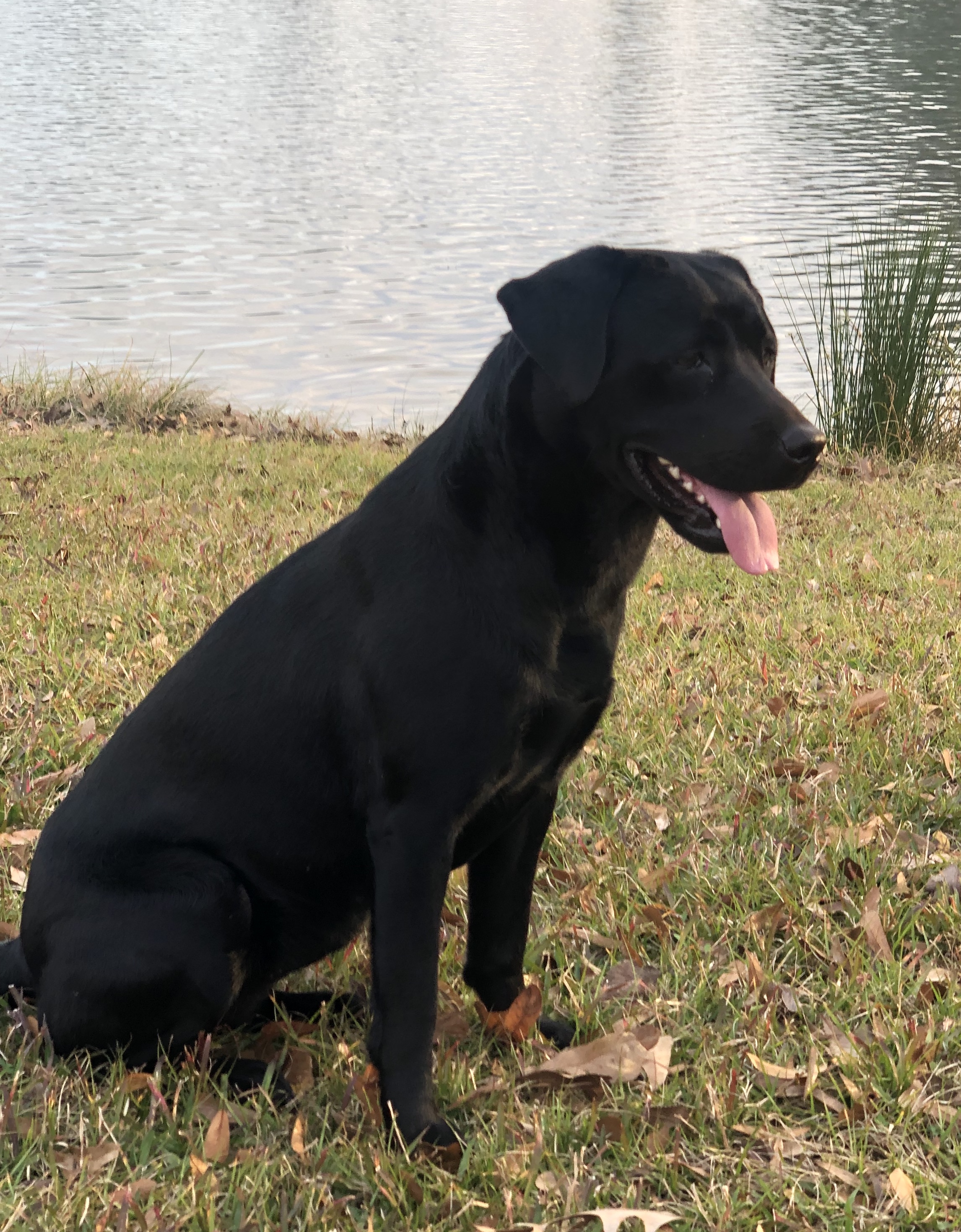 Cajun Roux's Creole Widowmaker | Black Labrador Retriver