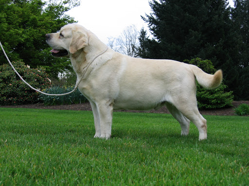 AmCH Ghoststone's Louie Downtown Cd CD WC | Yellow Labrador Retriver