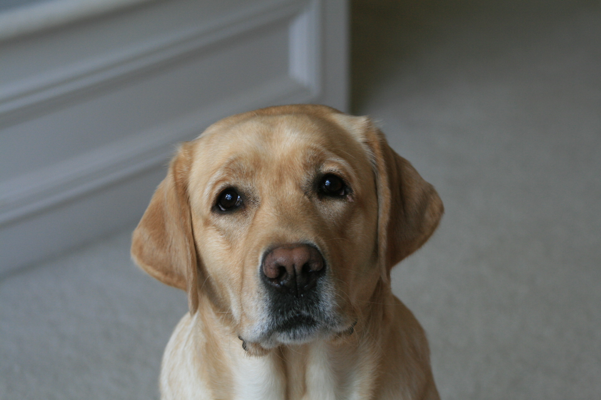 Addisonoaks Taking The Lead JH | Yellow Labrador Retriver