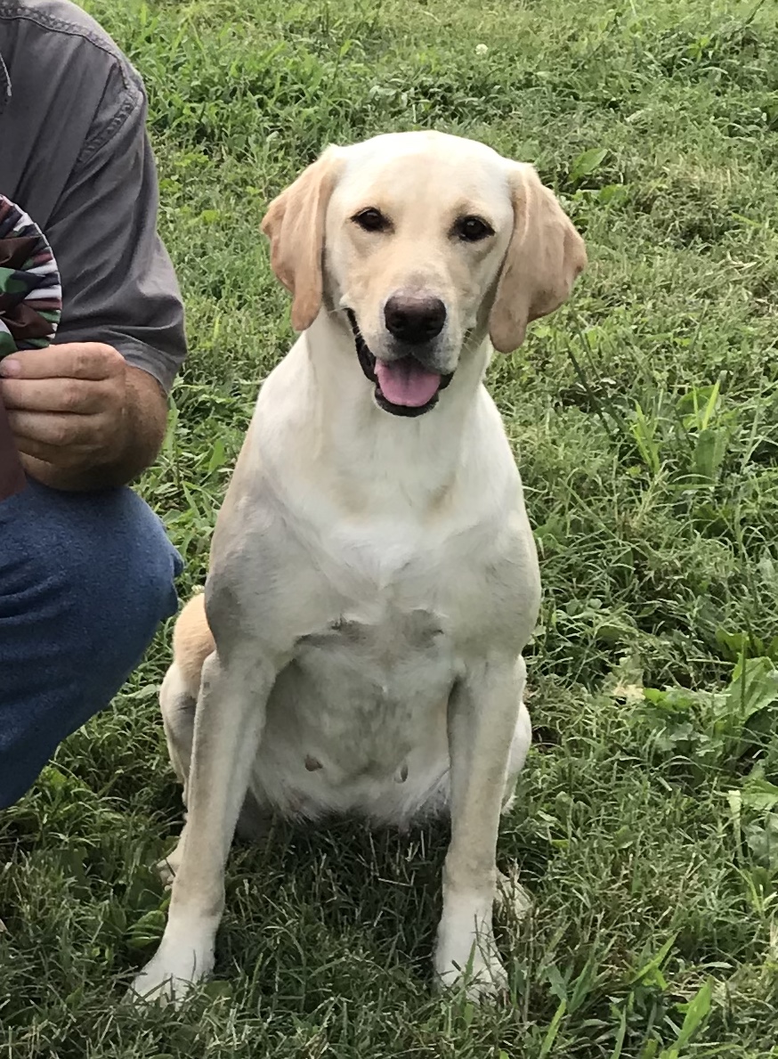 Ham's Outta Sight Mia's Windfall Ms. Mallard MH | Yellow Labrador Retriver