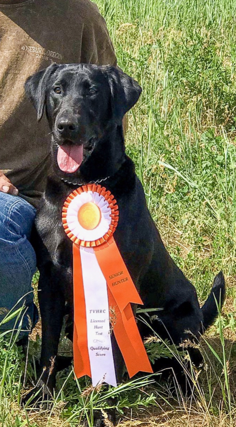 HR Red Skies Whistling Wings Teal SH | Black Labrador Retriver