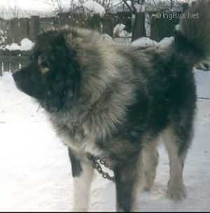 A-Samson | Caucasian Mountain Dog 