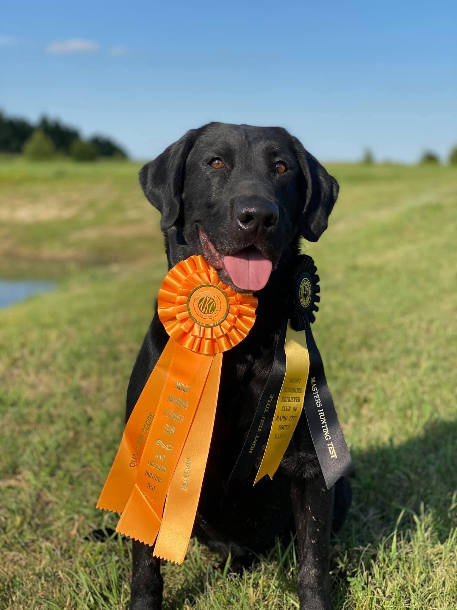 HRCH Buck's Big Black Sturgill MH | Black Labrador Retriver