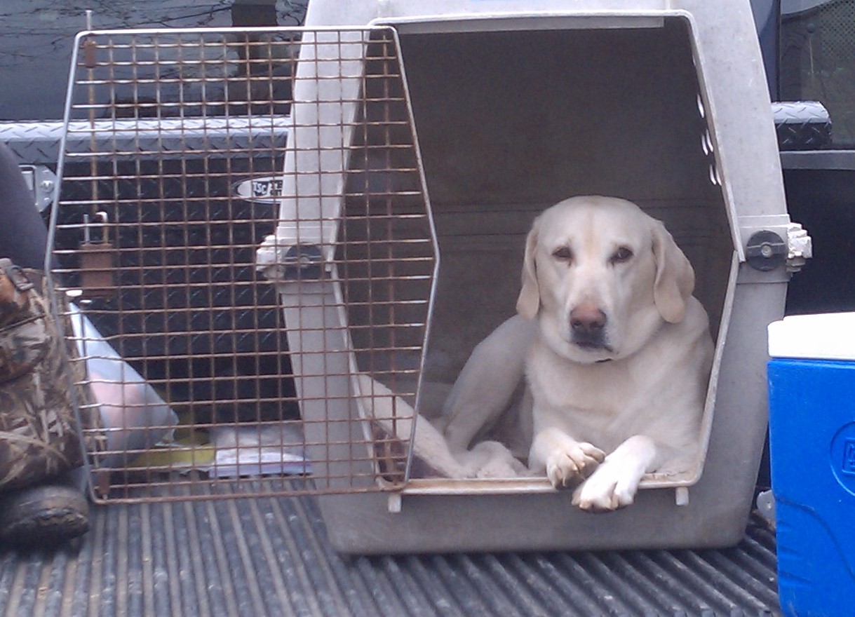 HRCH Carbon Copys Luckey Levis | Yellow Labrador Retriver