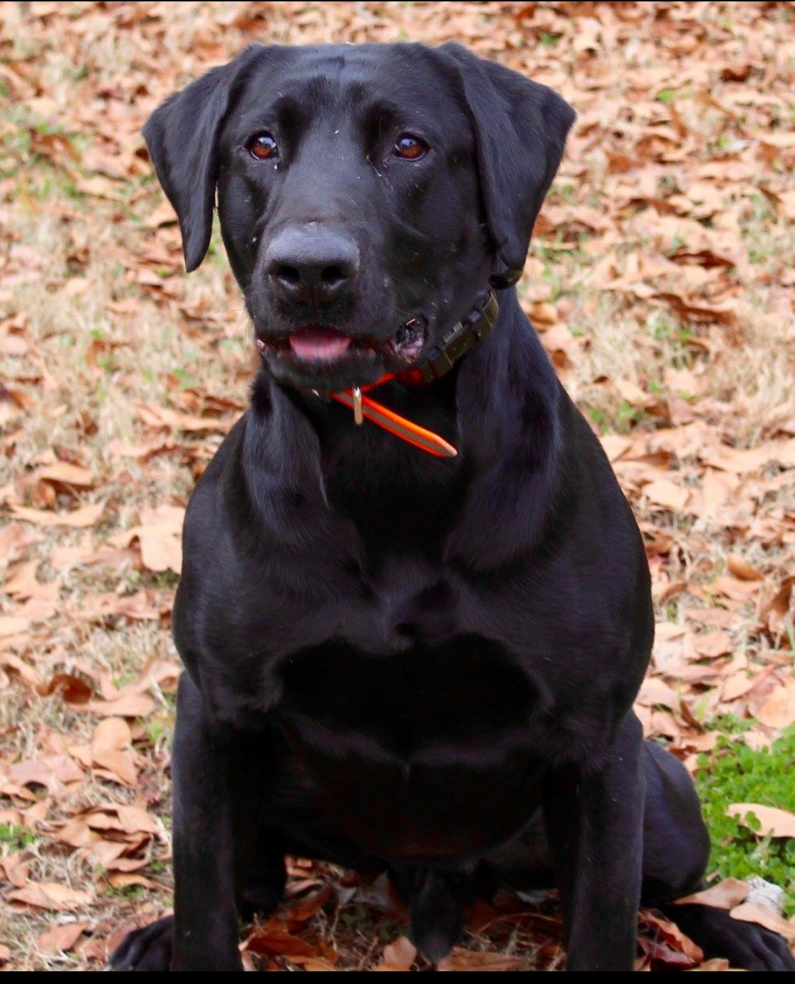 GRHRCH Swamp Creeks American Sniper MH QAA | Black Labrador Retriver