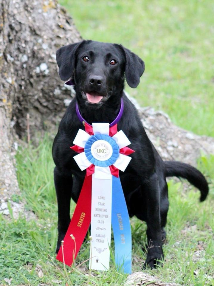 SHR Wright's Rumor 'Round Sagecreek | Black Labrador Retriver