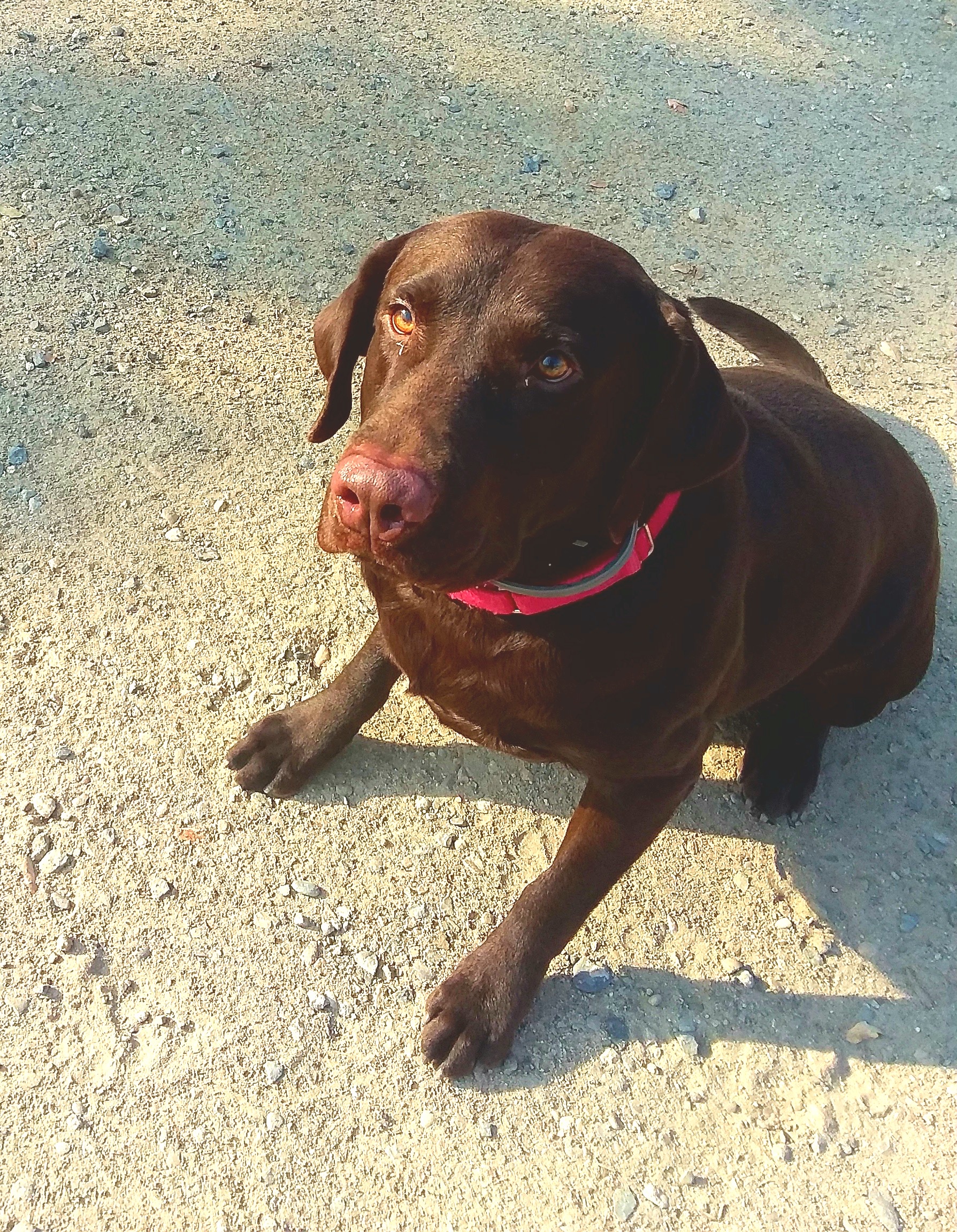 Twin Ponds High Tide | Chocolate Labrador Retriver