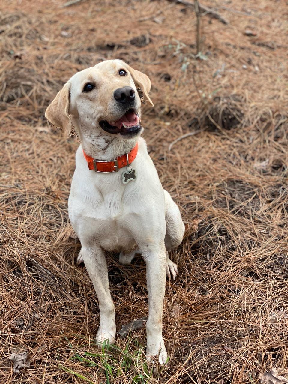 DSR Sure Shot Trigger | Yellow Labrador Retriver