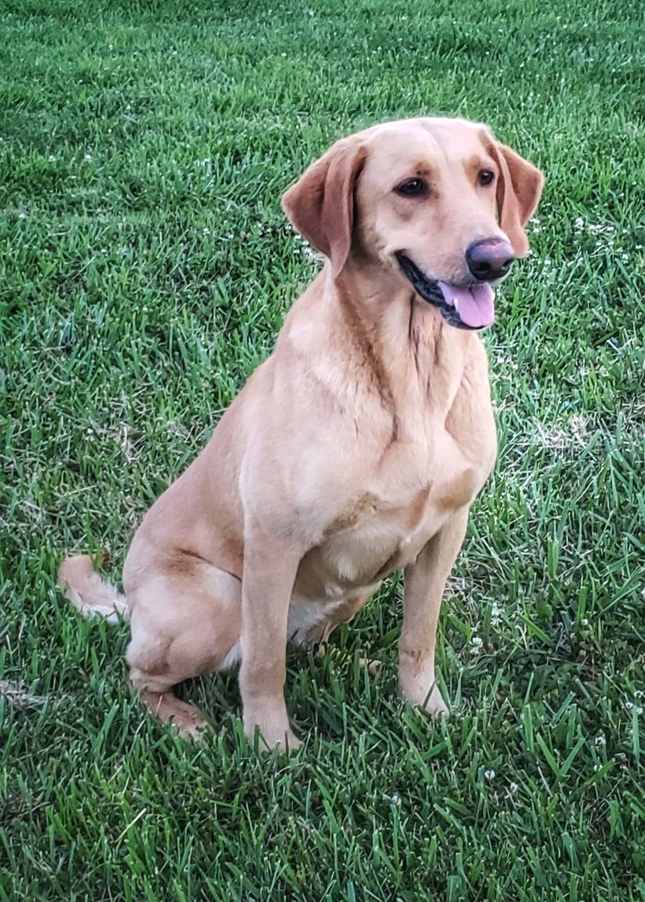 HRCH Troopers Last Star | Yellow Labrador Retriver