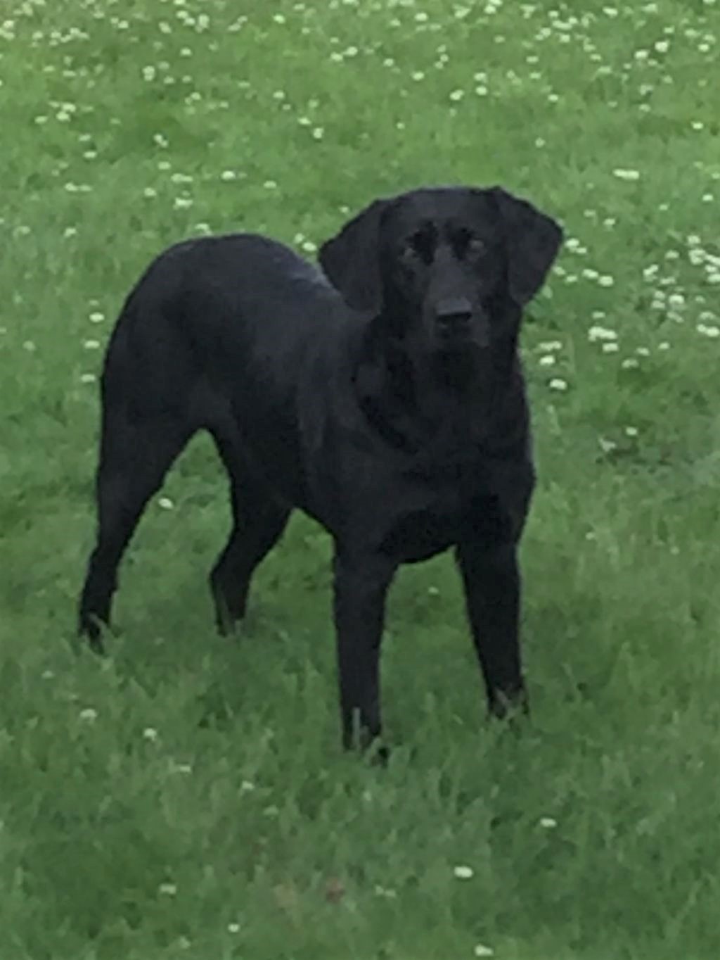 Topend's Blue Blood | Black Labrador Retriver