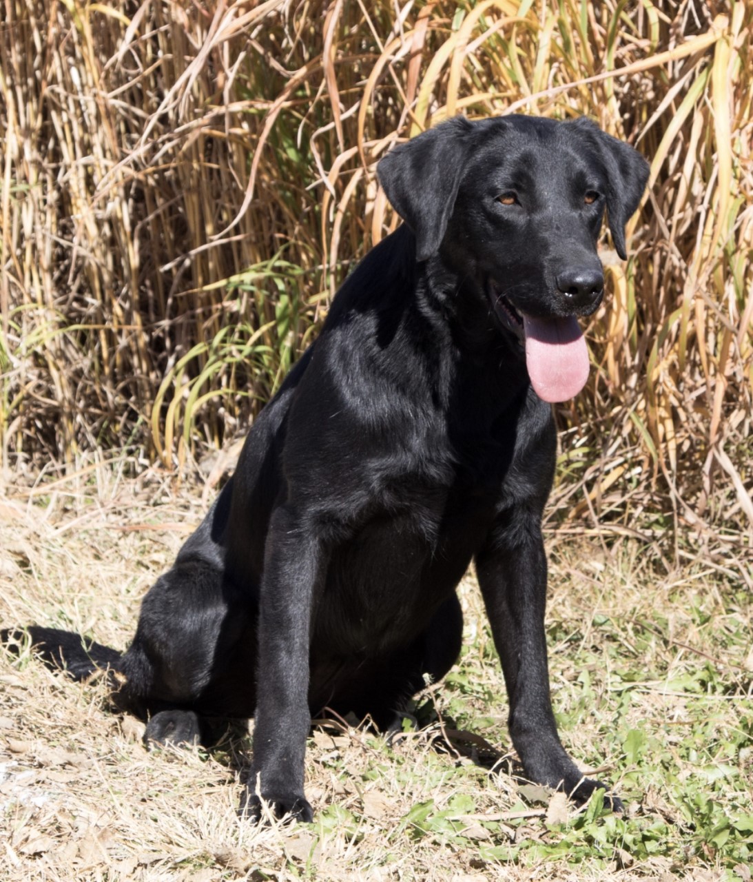 HR PCR Pretty Little Penny | Black Labrador Retriver