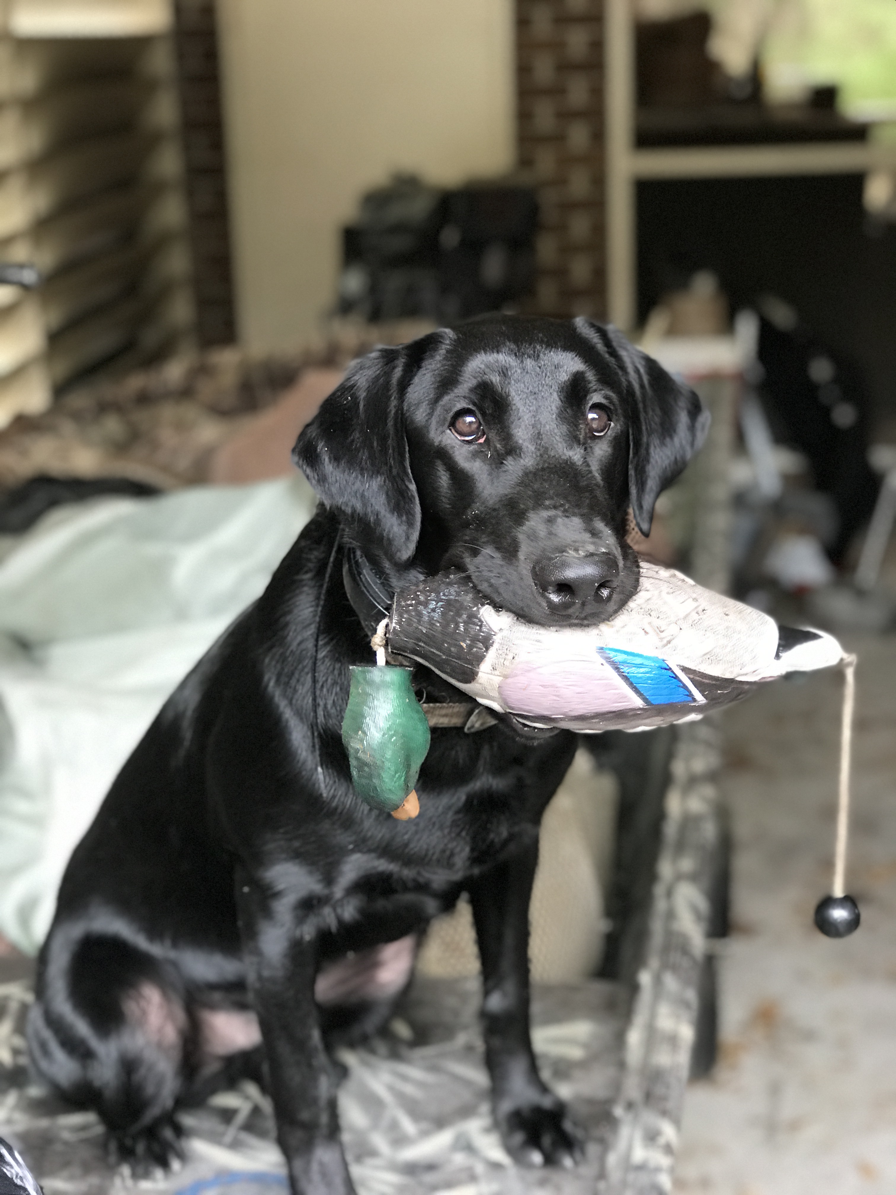 Docheno's Stormwater Cash | Black Labrador Retriver