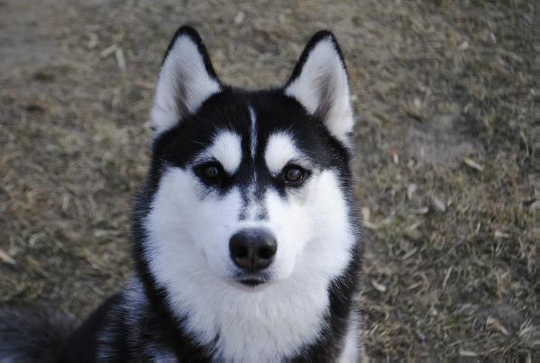 Devika of Sniego Šunys | Siberian Husky 