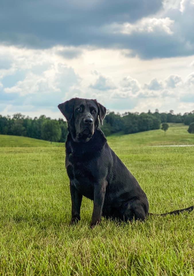 GRHRCH UH Big Black Lacey MH | Black Labrador Retriver