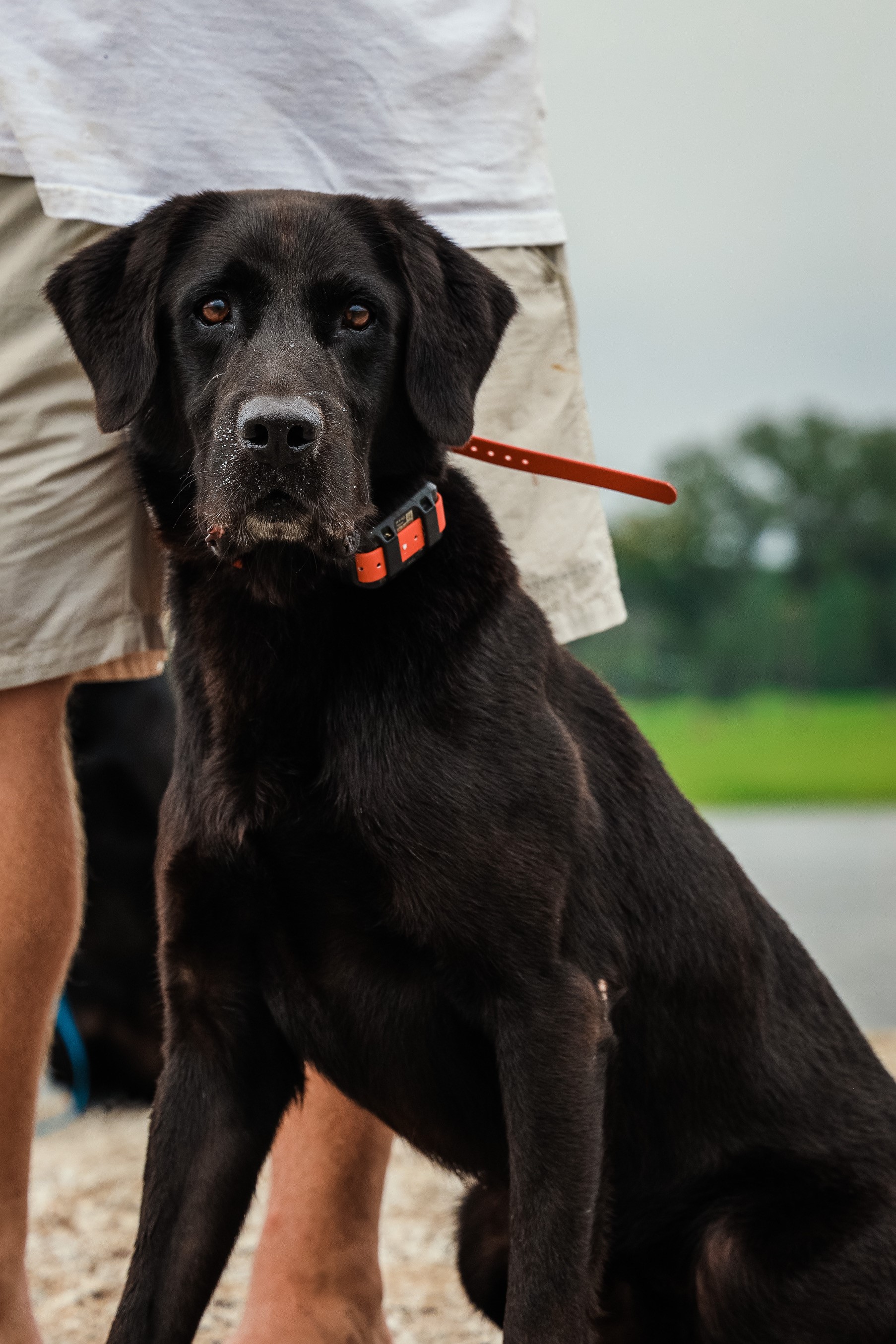 HRCH Triple T's Legends Never Die "kidd" | Black Labrador Retriver