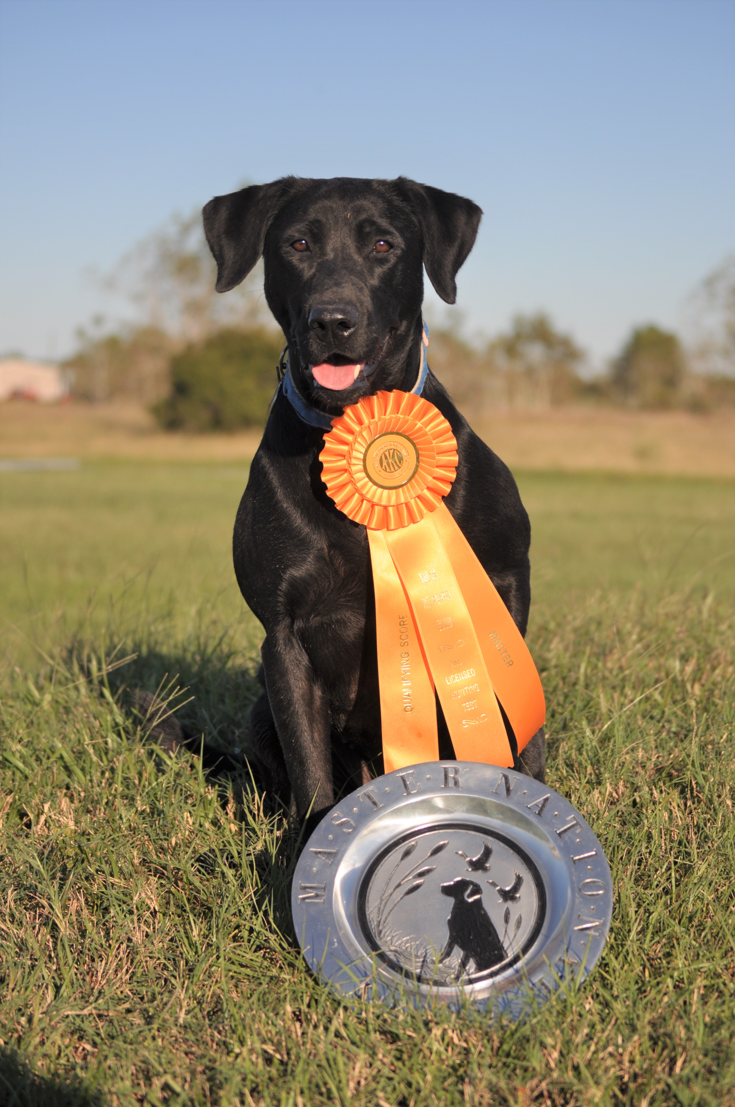 Sgr's Emily's Eve Of Destruction MH | Black Labrador Retriver