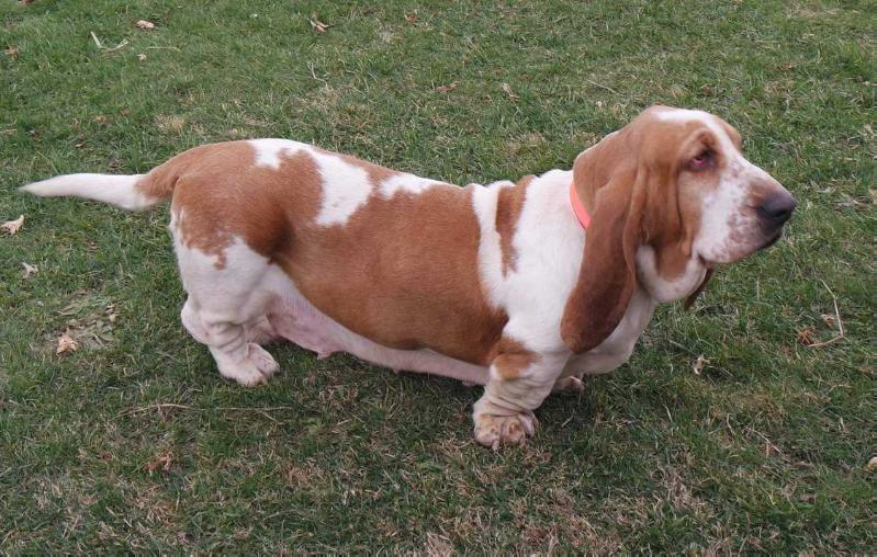 Onedamdeers Louises On The Run | Basset Hound 