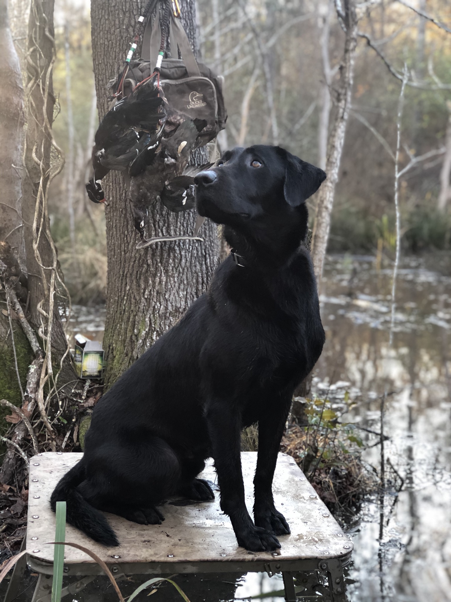 HR Swamp Fox Super Cooper MH | Black Labrador Retriver