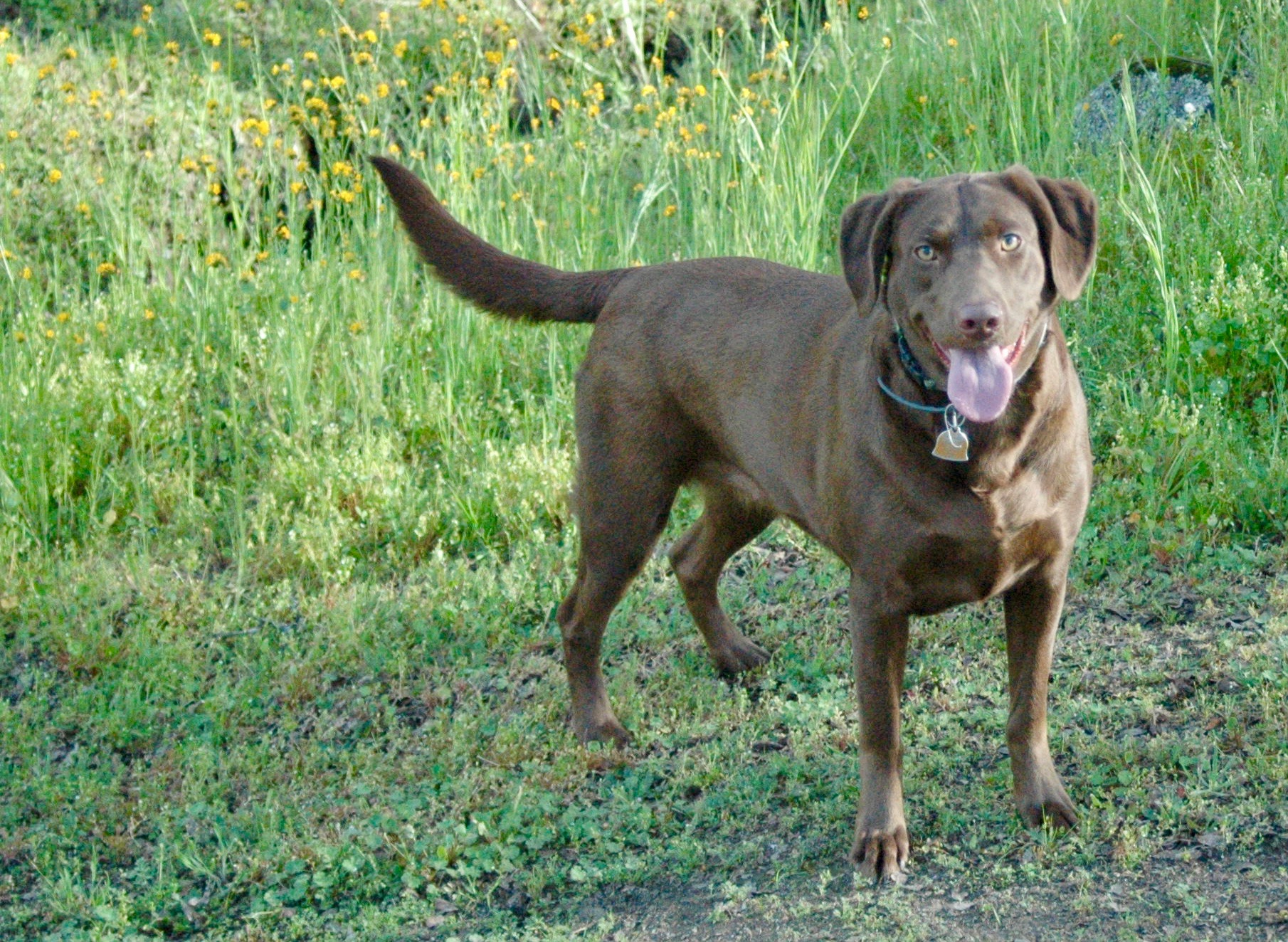 Trinity's Echostar Choco | Chocolate Labrador Retriver