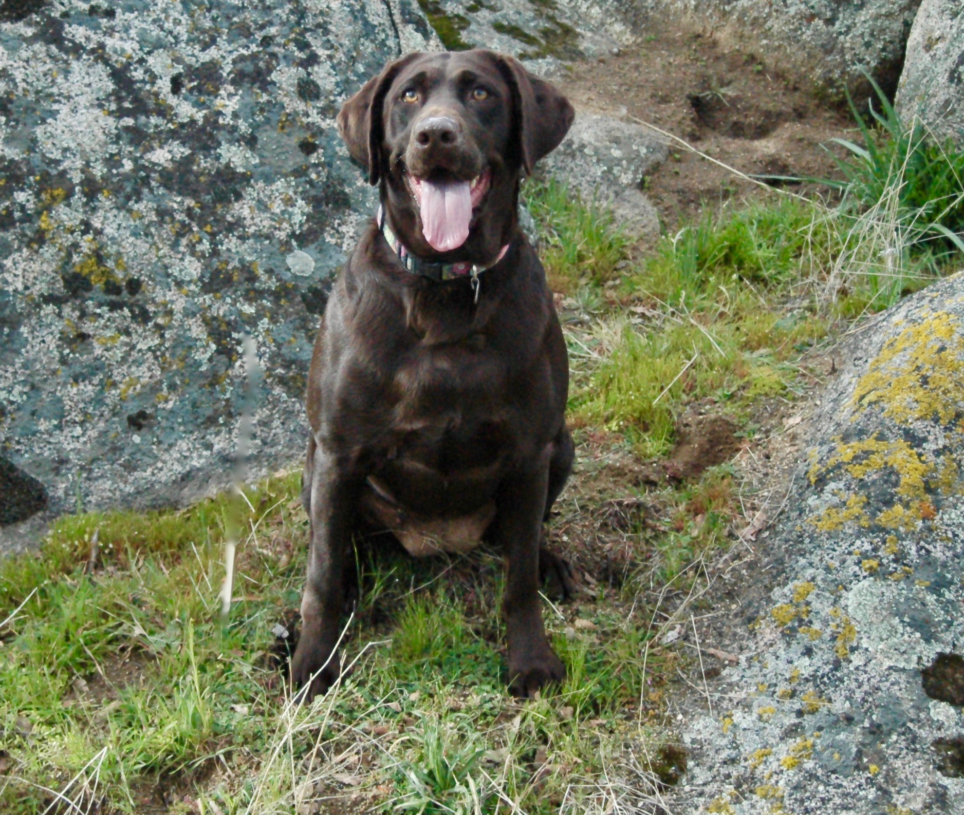 The Cptn's Sierra Lucky Lucy | Chocolate Labrador Retriver