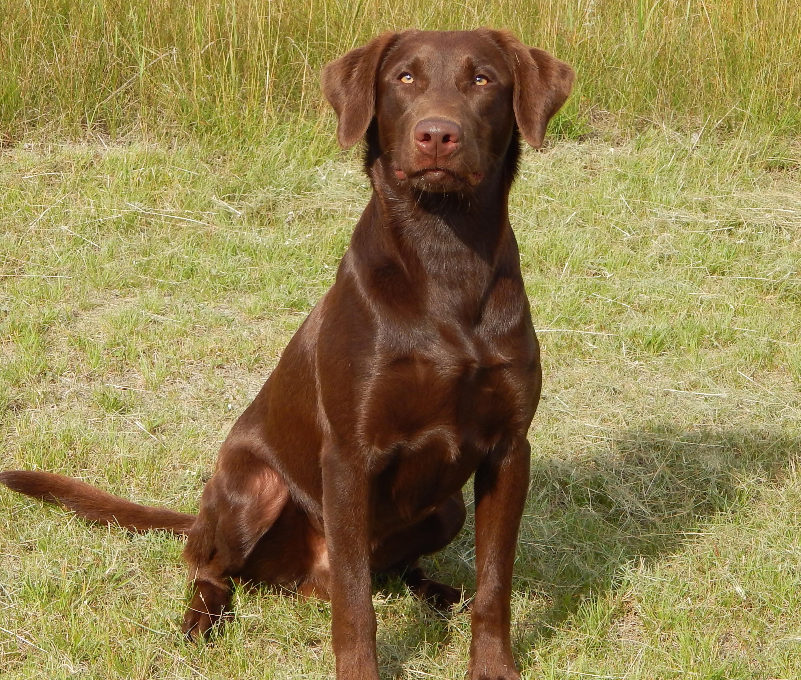 Birddog's Man Of Mystery MH | Chocolate Labrador Retriver