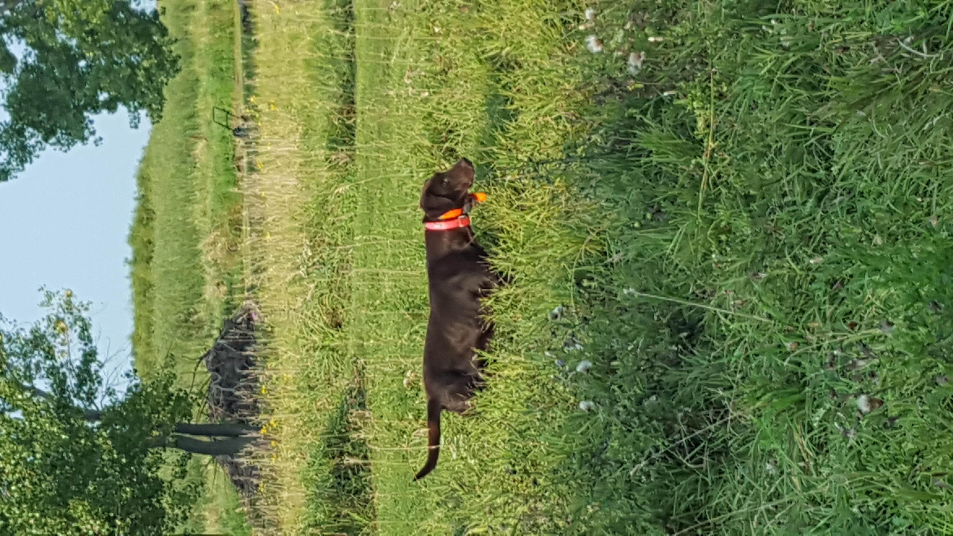 Sayde Of Rock Hard Pointing Labs | Chocolate Labrador Retriver