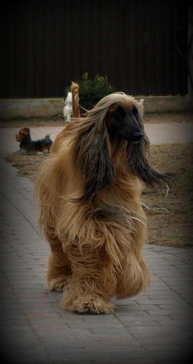 eden honey bee silverstone vendi | Afghan Hound 