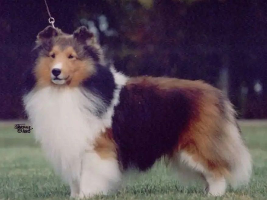 Belmar Joker's Wild | Shetland Sheepdog 
