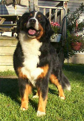 Skylyn Everyones Talkin' Adesa | Bernese Mountain Dog 