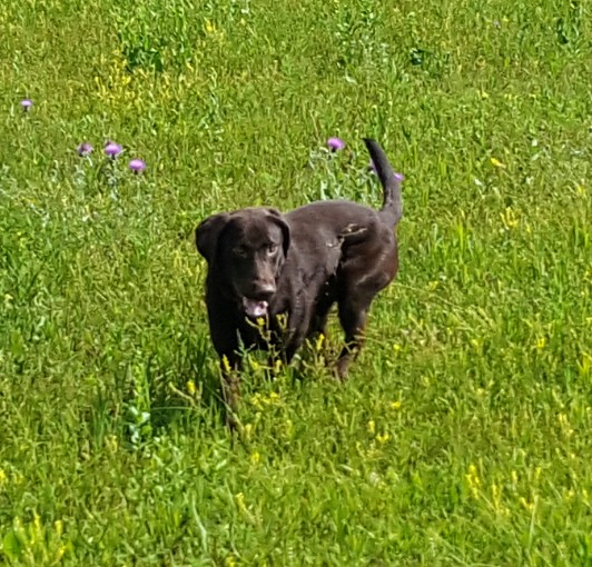 Zippy Of Rock Hard Pointing Labs | Chocolate Labrador Retriver