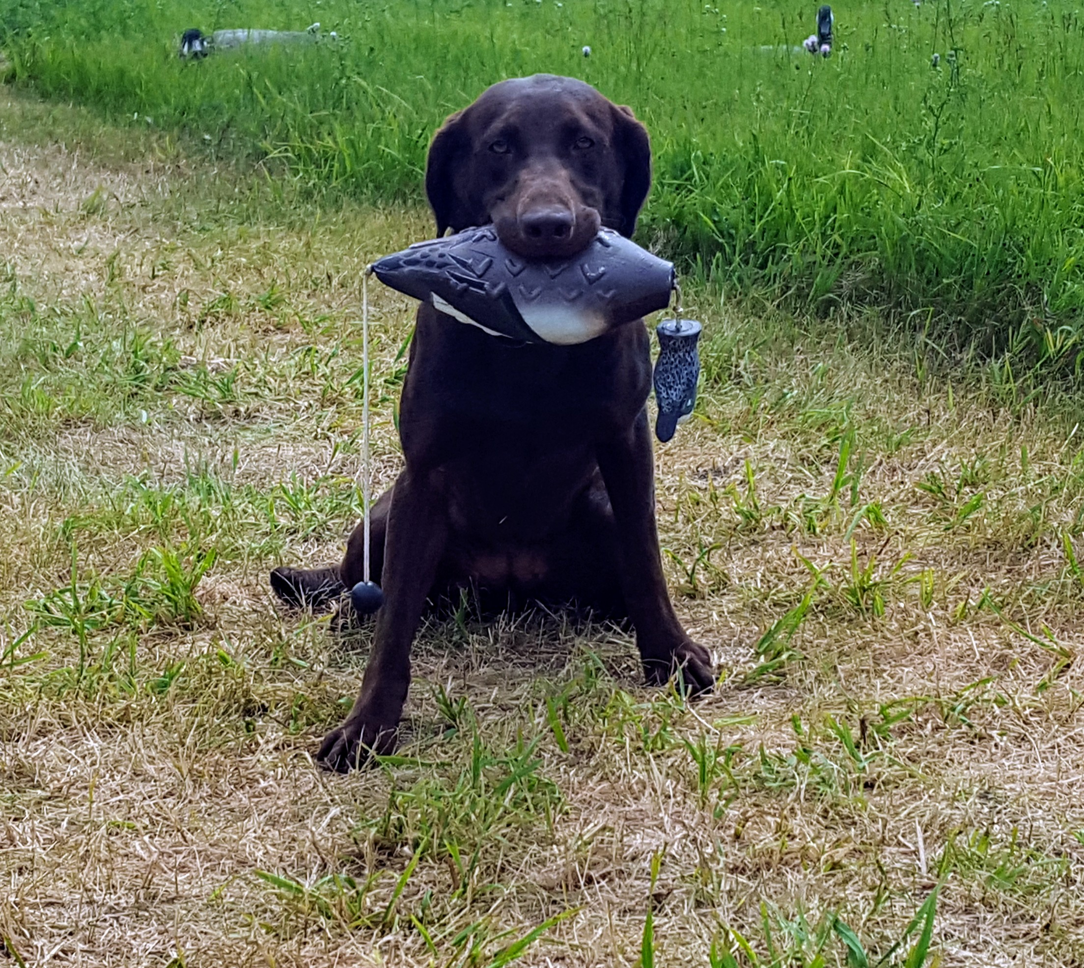 Trixs Of Rock Hard Pointing Labs | Chocolate Labrador Retriver