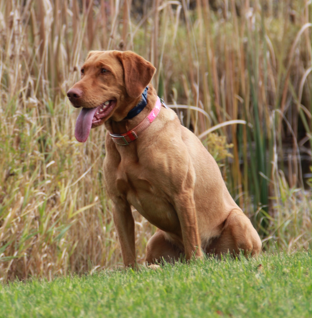 Tinkerbell Featherchaser Birddog | Yellow Labrador Retriver