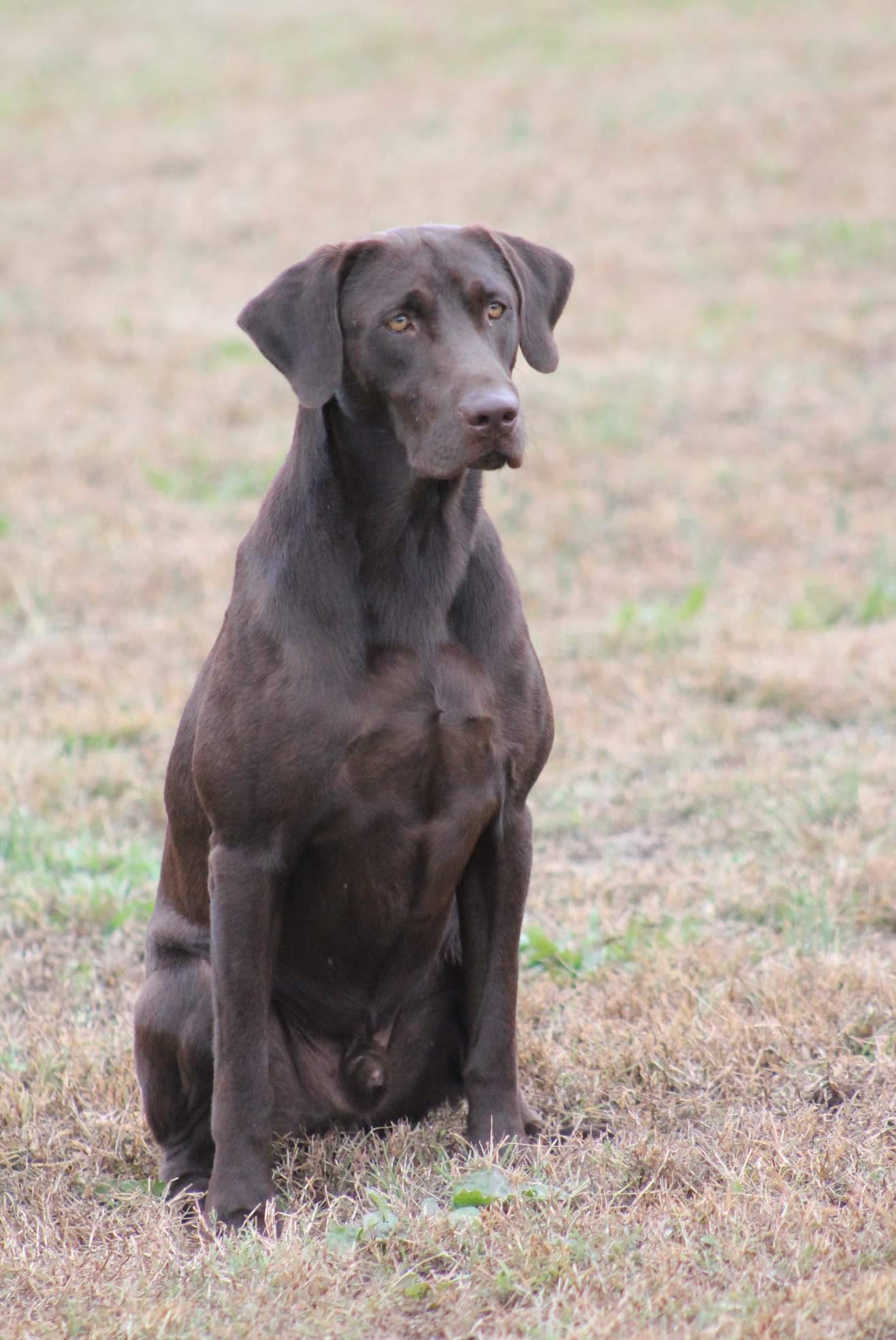 Three Creeks Outlaw State Of Mind CGCA TKN MH | Chocolate Labrador Retriver