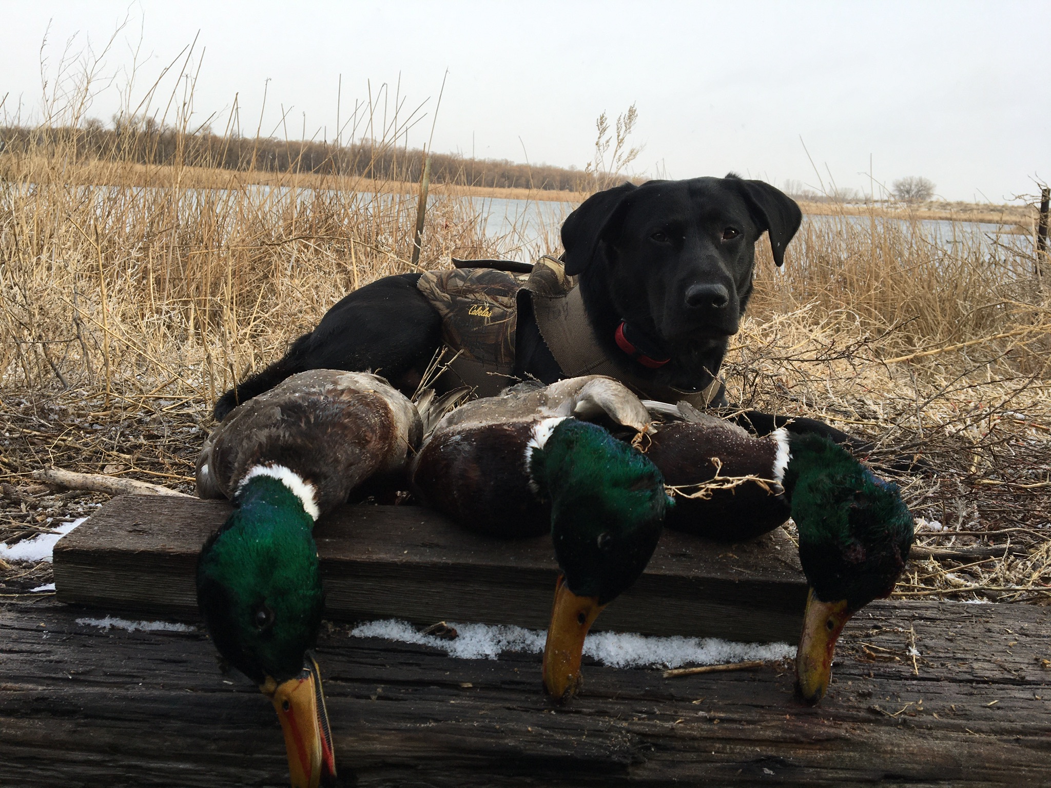 HRCH 4X GMPR High Altitude River Tug MH | Black Labrador Retriver