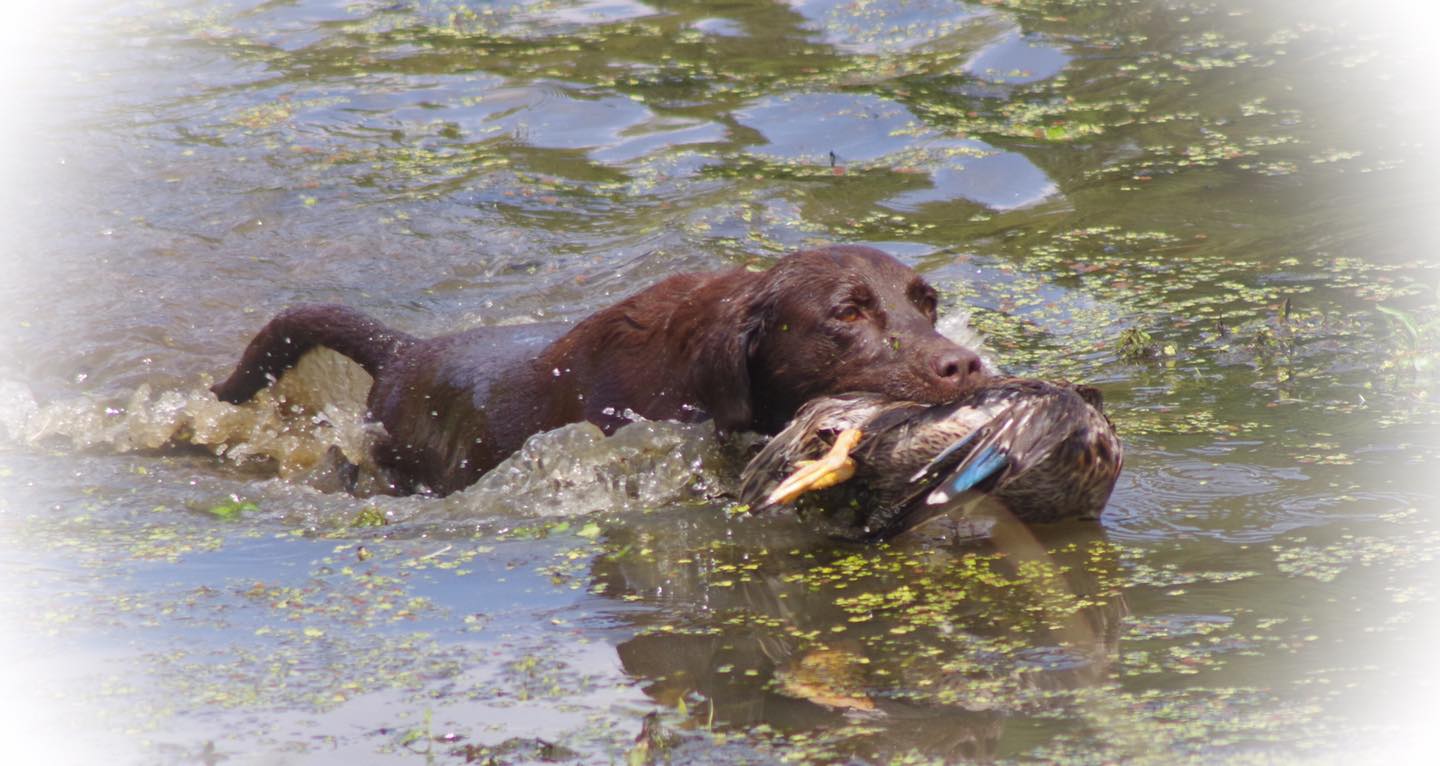 HR Y-Farms Roux's Rockin Dopsie SH | Chocolate Labrador Retriver