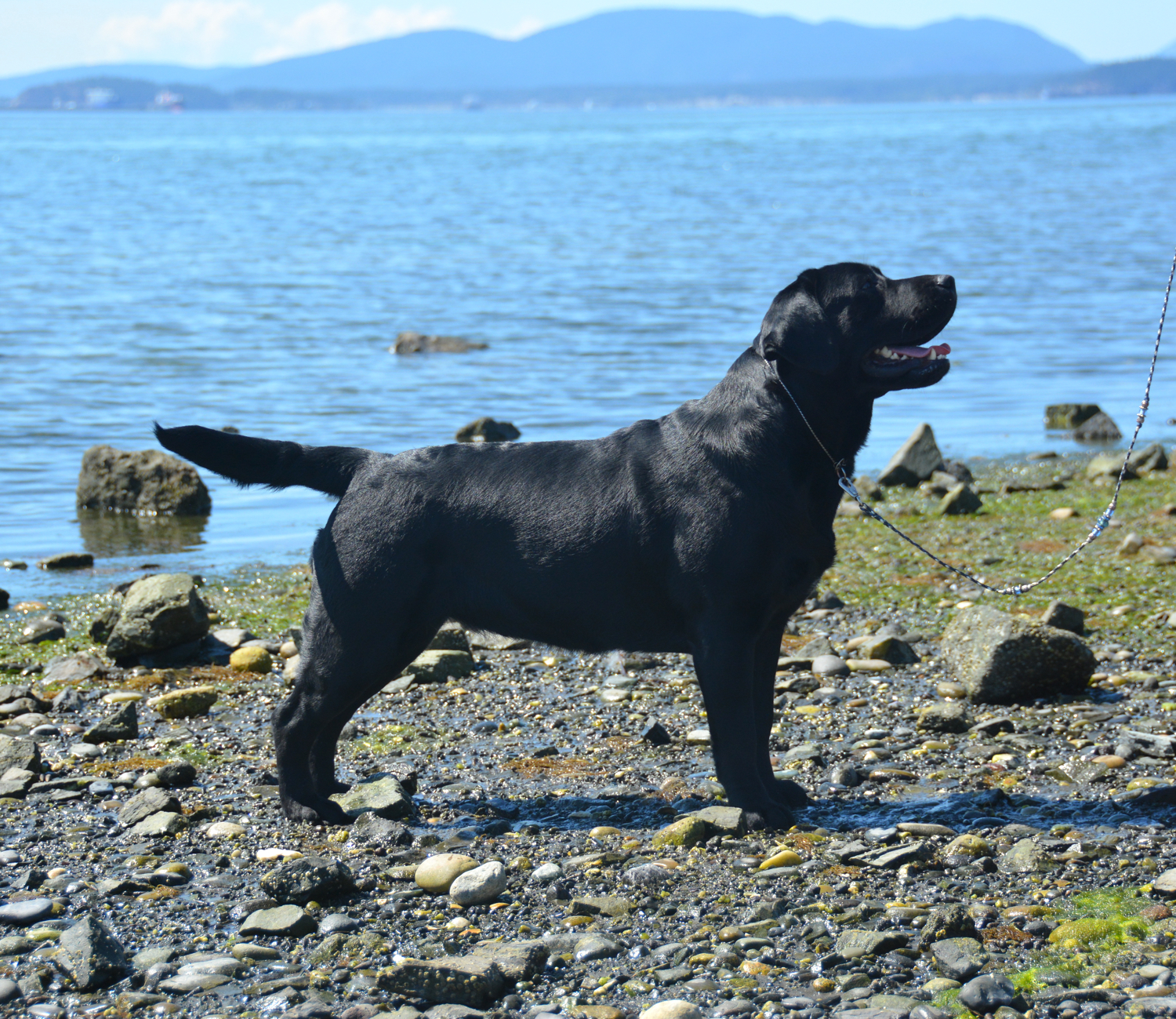 ReiMur's March Madness DN CC | Black Labrador Retriver