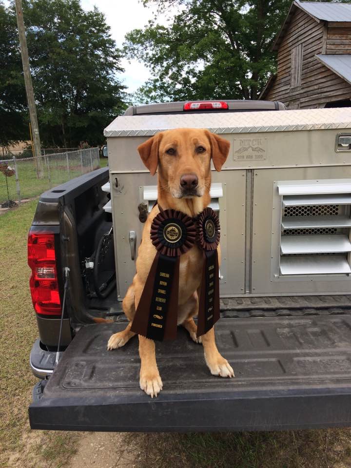 GRHRCH UH True Luck’s Cut Above the Rest  MH | Yellow Labrador Retriver