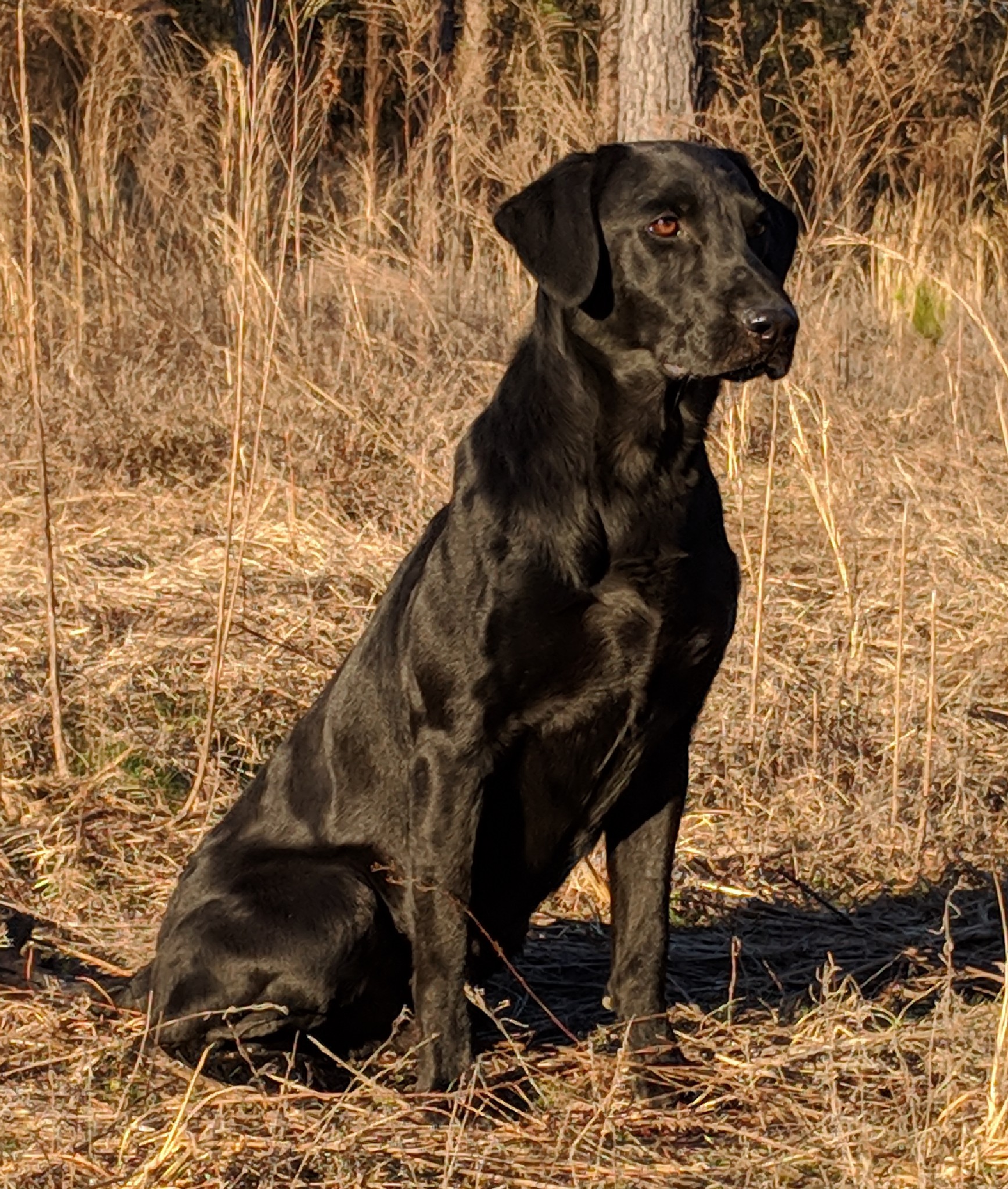 Trinity's Technologically Impaired MH MNR ** | Black Labrador Retriver