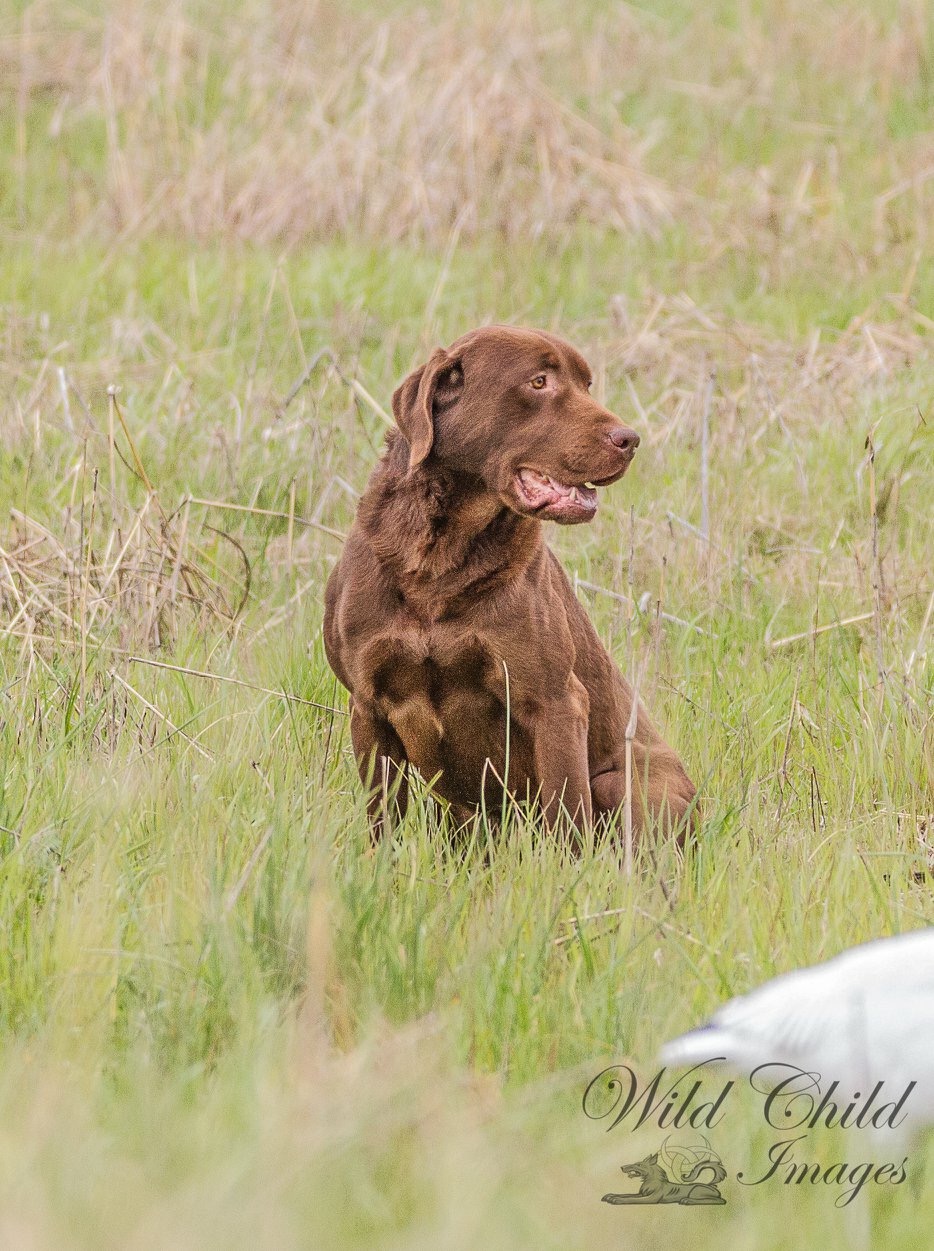 HRCH  Jozylynn's River Rollin On | Chocolate Labrador Retriver