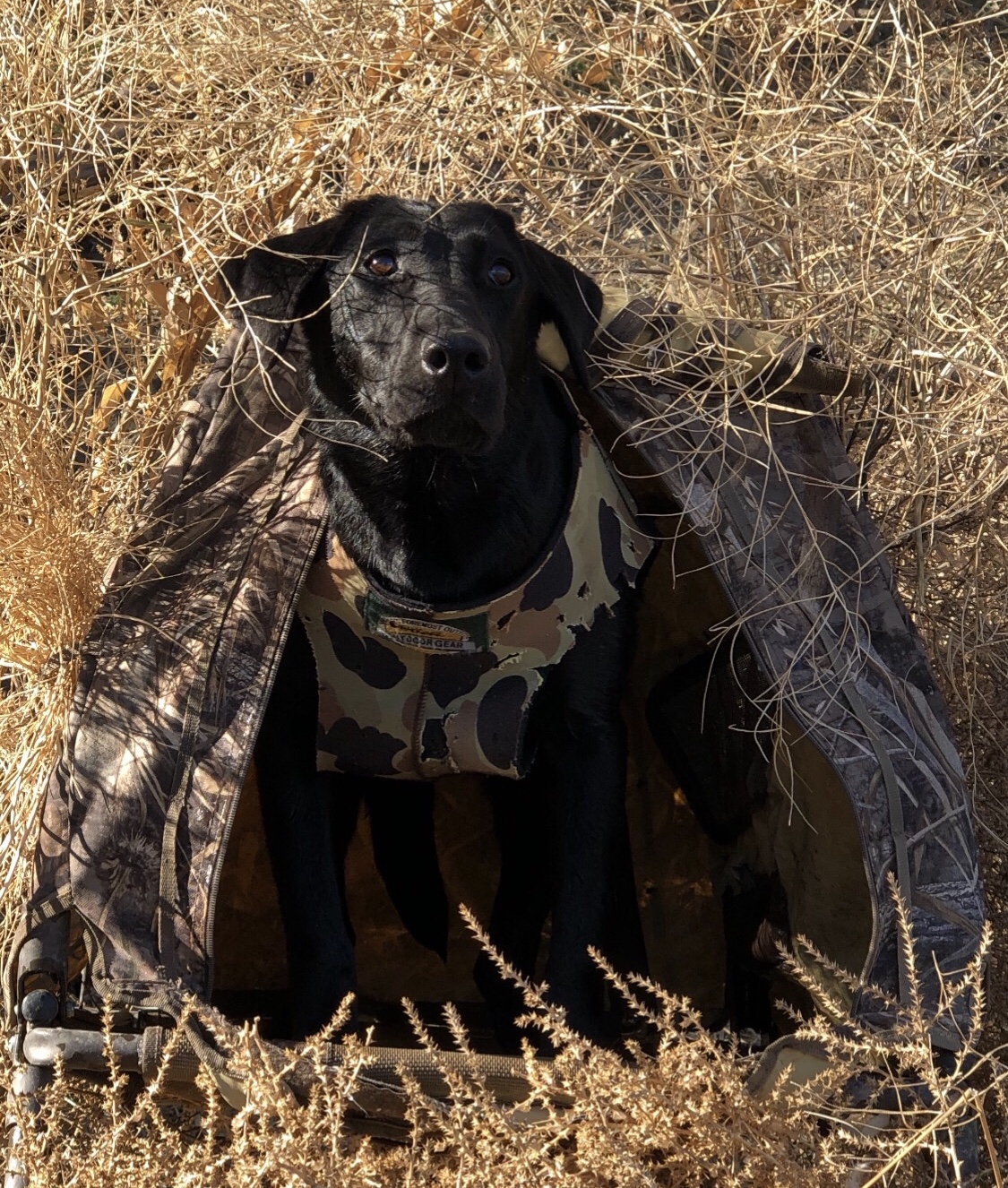 HRCH  Weezers Smokin' Black Dynamite JH | Black Labrador Retriver