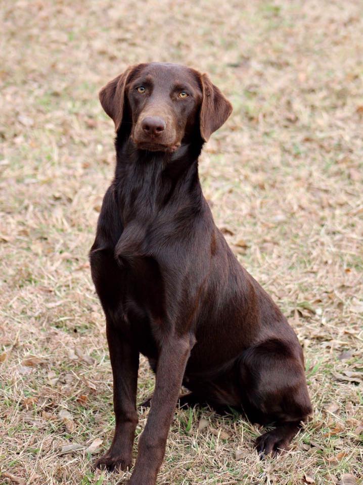 Wright's Wading In Muddie Water DS | Chocolate Labrador Retriver